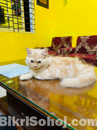 Pure Persian cat